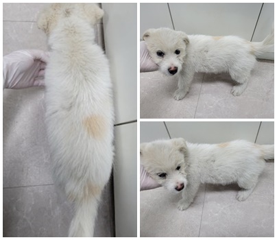 논산시 동물보호센터_444454202401085